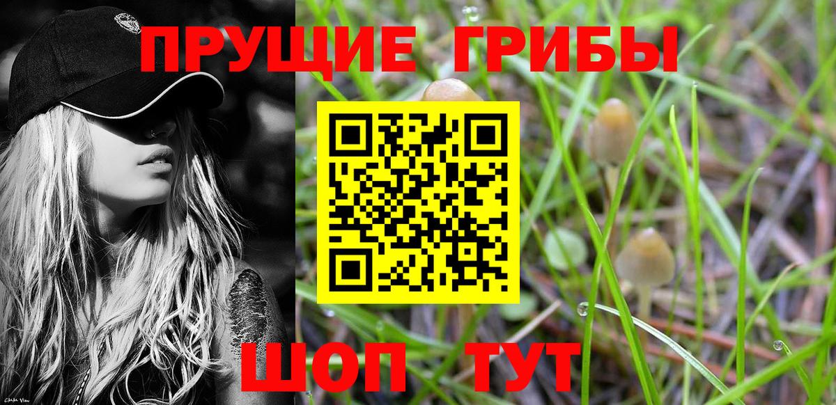 Галлюциногенные грибы Psilocybe Благовещенск